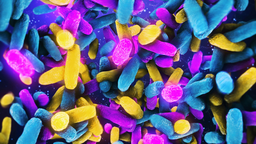 inbiome bacteria